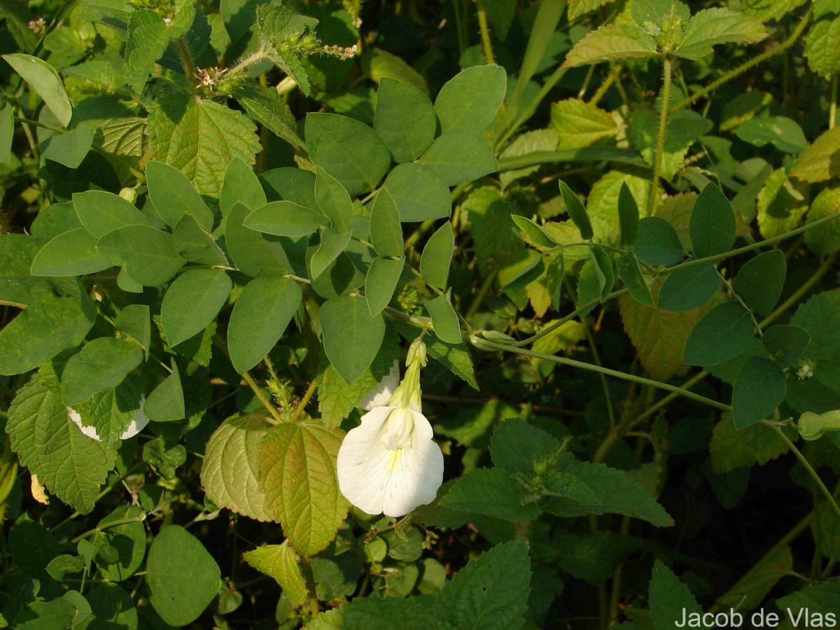 Clitoria ternatea L.